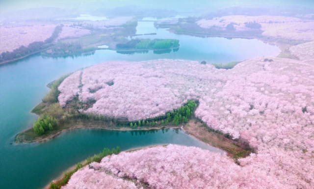 【纯玩梵净山，赏平坝樱花】——天空之城·梵净心音纯玩5日游！梵净山+黄果树瀑布+平坝樱花园+西江千户苗寨+荔波小七孔+甲秀楼精华景点一网打尽！入住2晚当地轻奢酒店+西江/江口精品客栈！品农家瓦罐宴+长桌宴+瑶族特色宴；